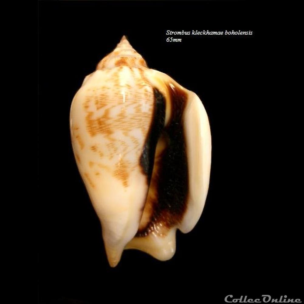 Strombus kelckhamae boholensis 65mm WO coquillage fossile gastropodum strombus kelckhamae boholensis 65mm wo