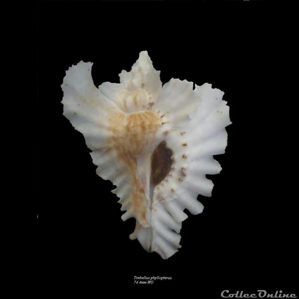 Timbellus phyllopterus 74.4mm WO coquillage fossile gastropodum timbellus phyllopterus 74 4mm wo