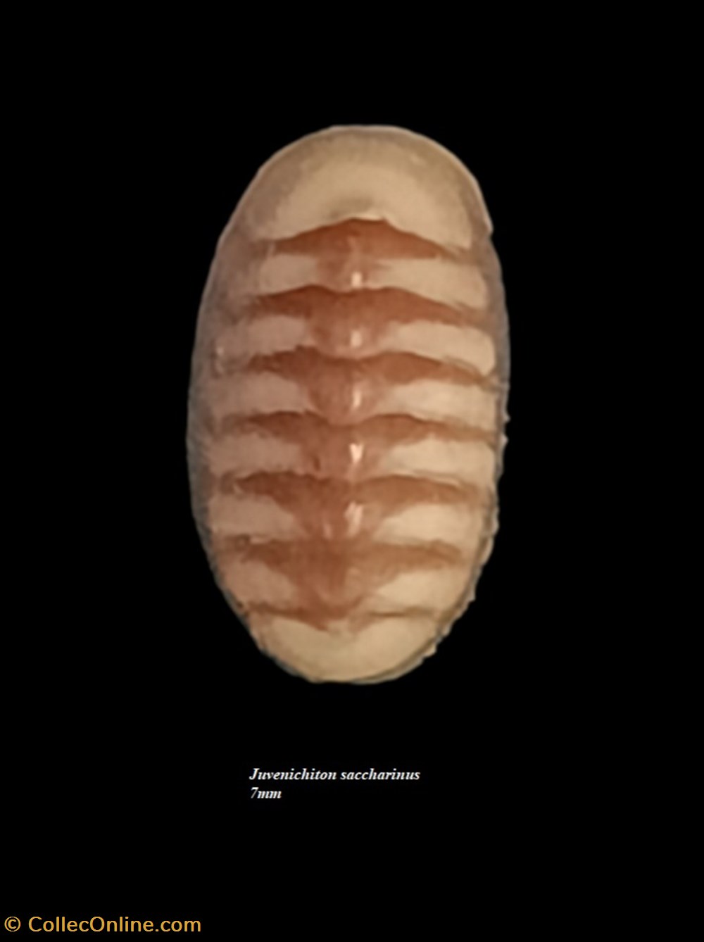 Juvenichiton saccharinus 7mm coquillages fossiles polyplacophora juvenichiton saccharinus 7mm