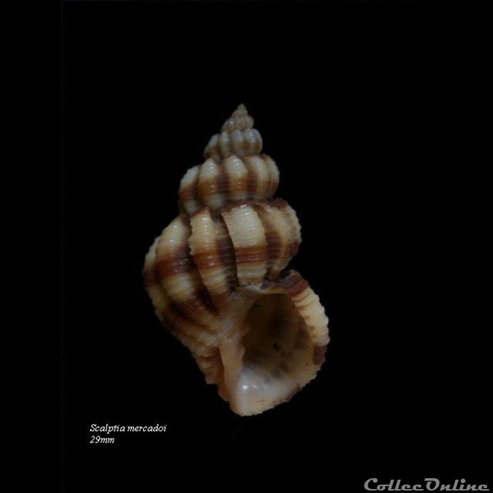 Scalptia mercadoi 29mm coquillage fossile gastropodum scalptia mercadoi 29mm