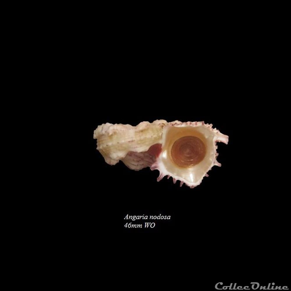 Angaria nodosa 46mm WO coquillage fossile gastropodum angaria nodosa 46mm wo