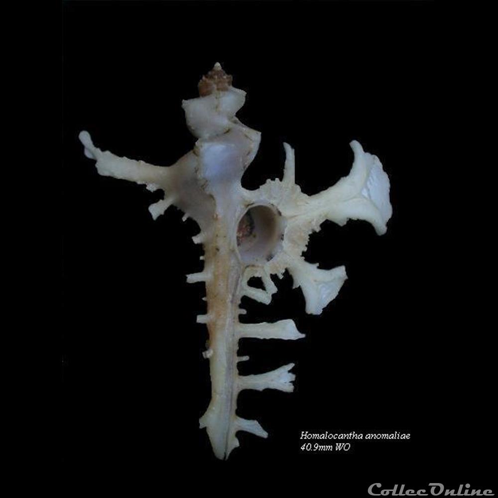 Homalocantha anomaliae 40.9mm WO coquillage fossile gastropodum homalocantha anomaliae 40 9mm wo
