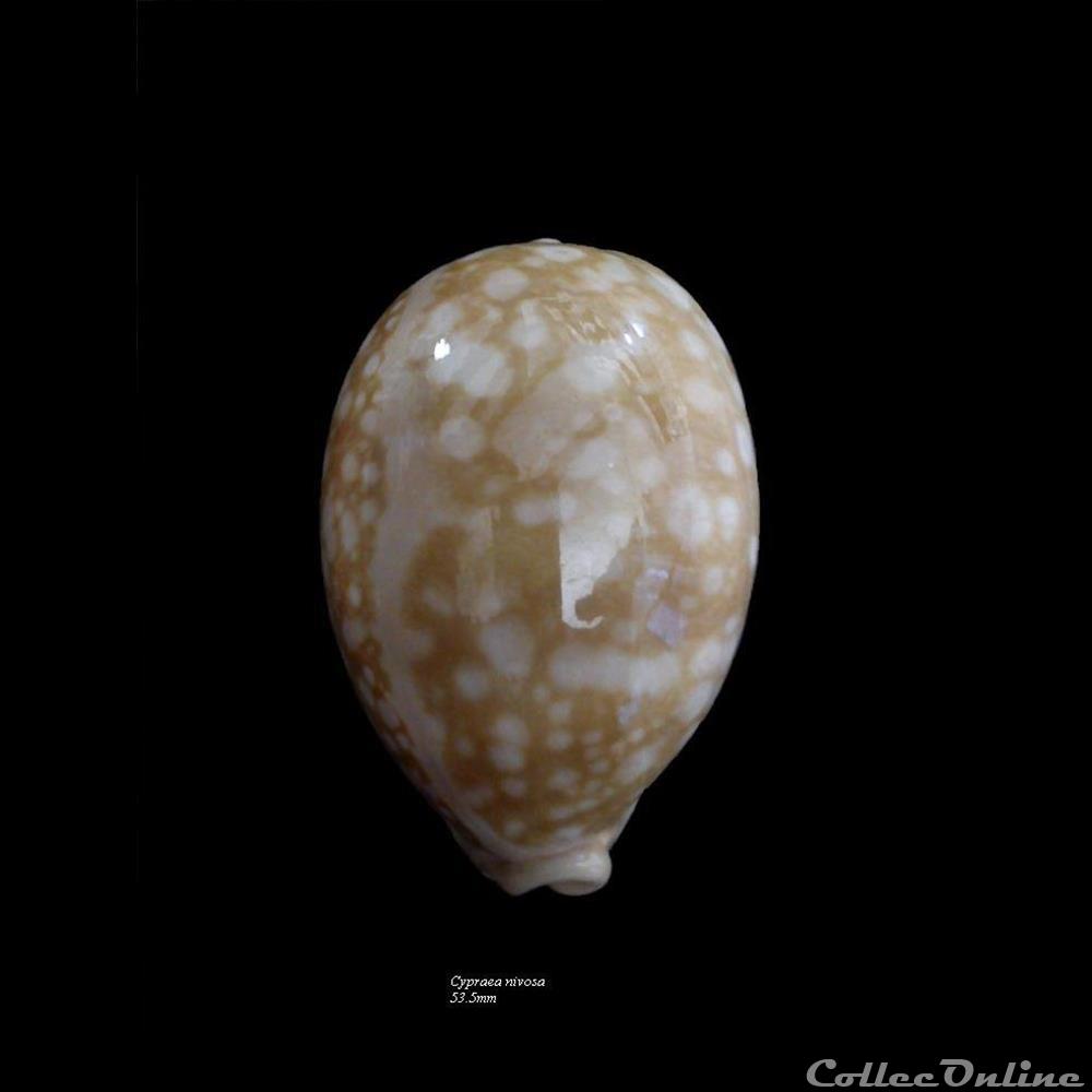 coquillage fossile gastropodum cypraea nivosa 53 5mm