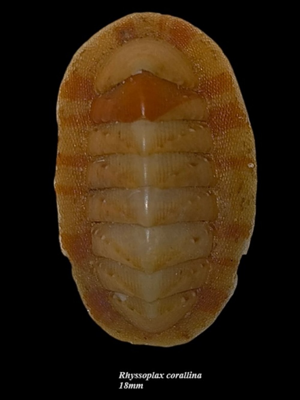 Rhyssoplax corallina 18mm coquillages fossiles polyplacophora rhyssoplax corallina 18mm