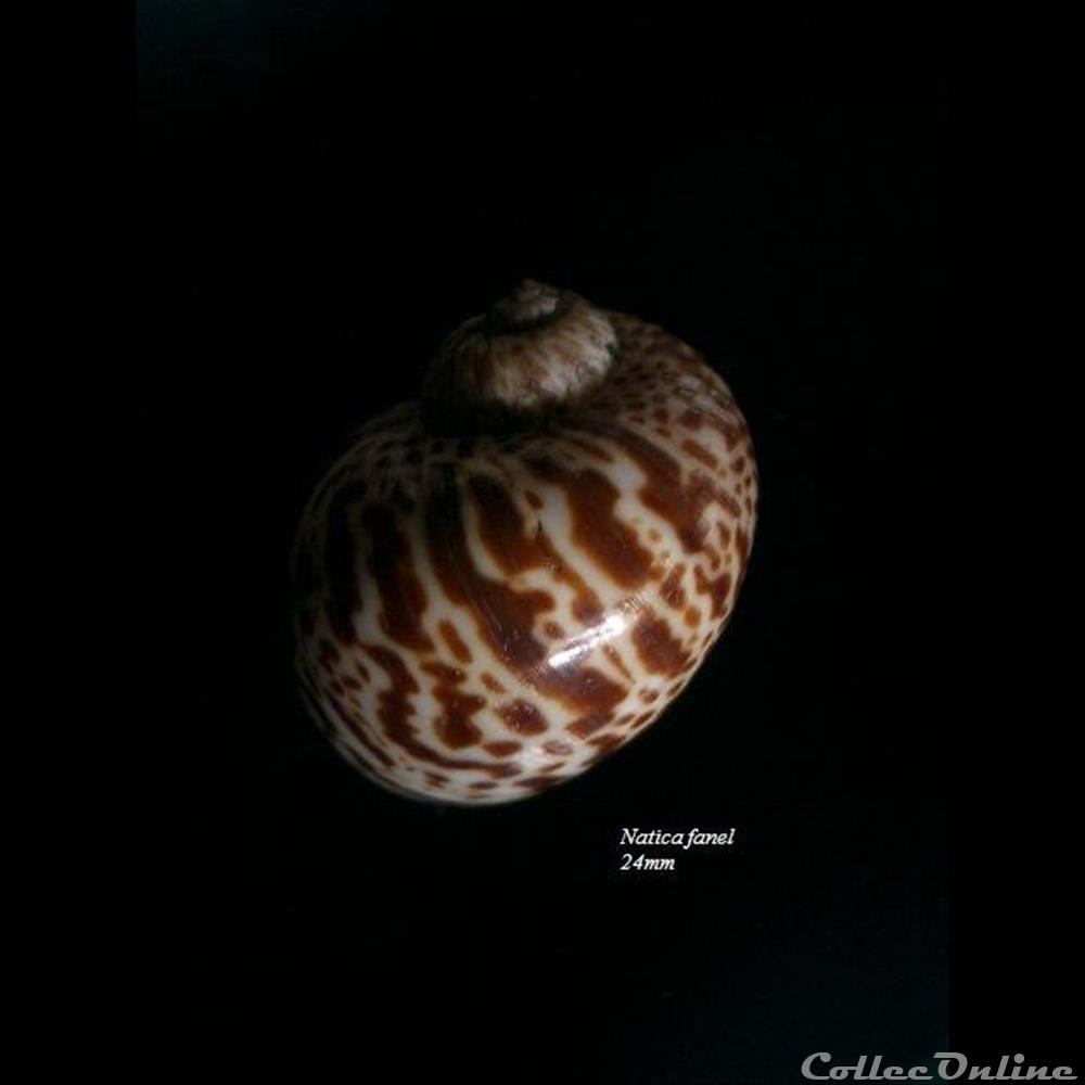 Natica fanel 24mm coquillage fossile gastropodum natica fanel 24mm