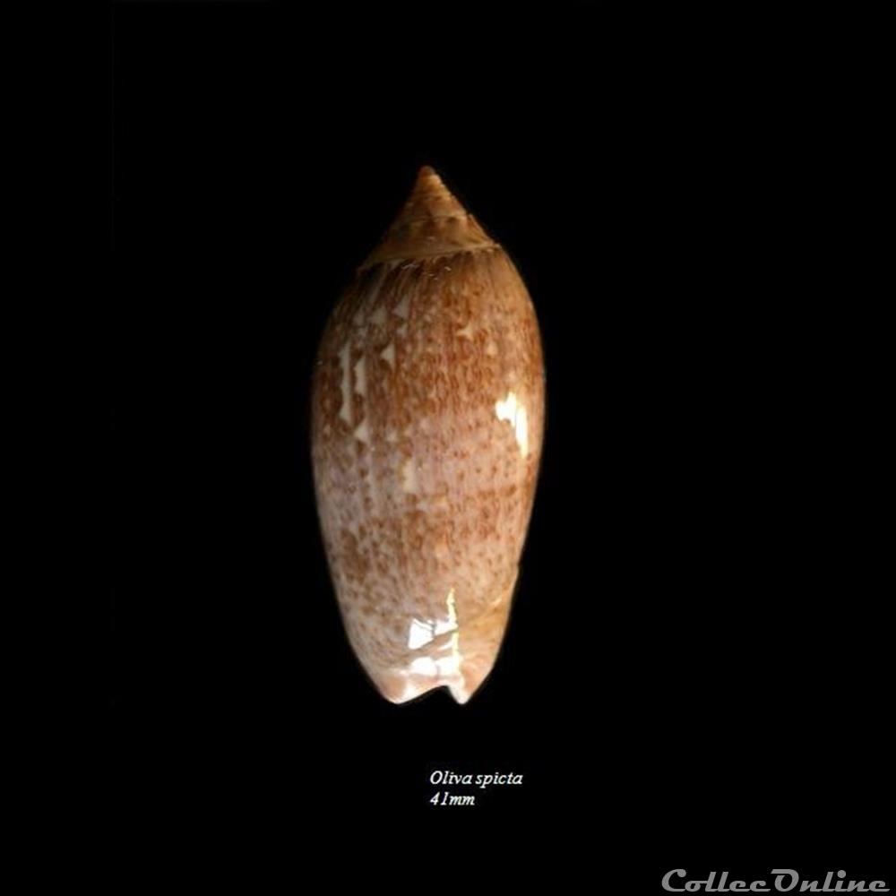 Oliva spicata 41mm coquillage fossile gastropodum oliva spicata 41mm
