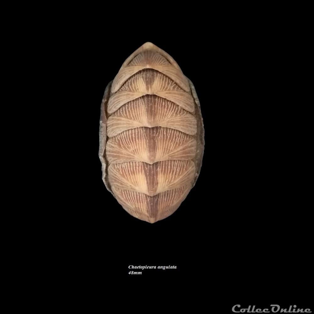 Chaetopleura angulata 48mm coquillage fossile polyplacophora chaetopleura angulata 48mm