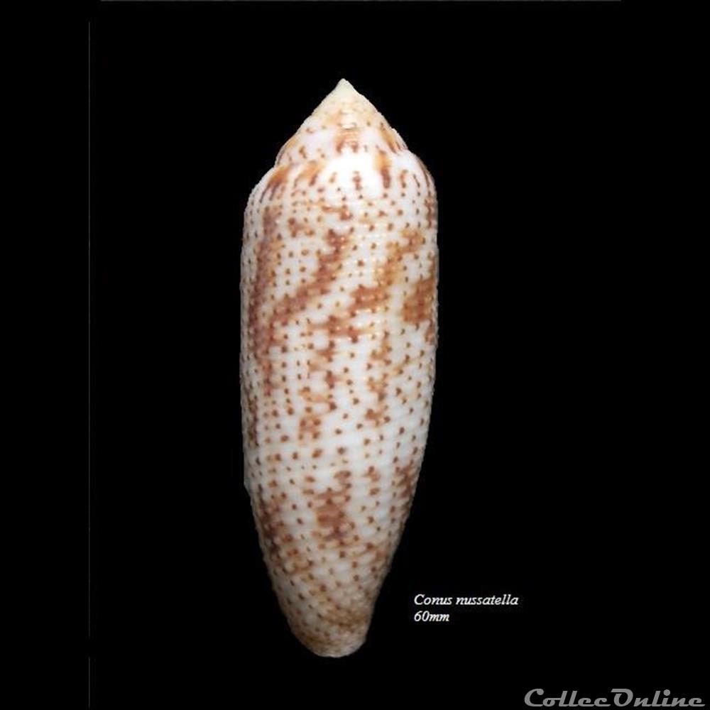 Conus nussatella 60mm coquillage fossile gastropodum conus nussatella 60mm
