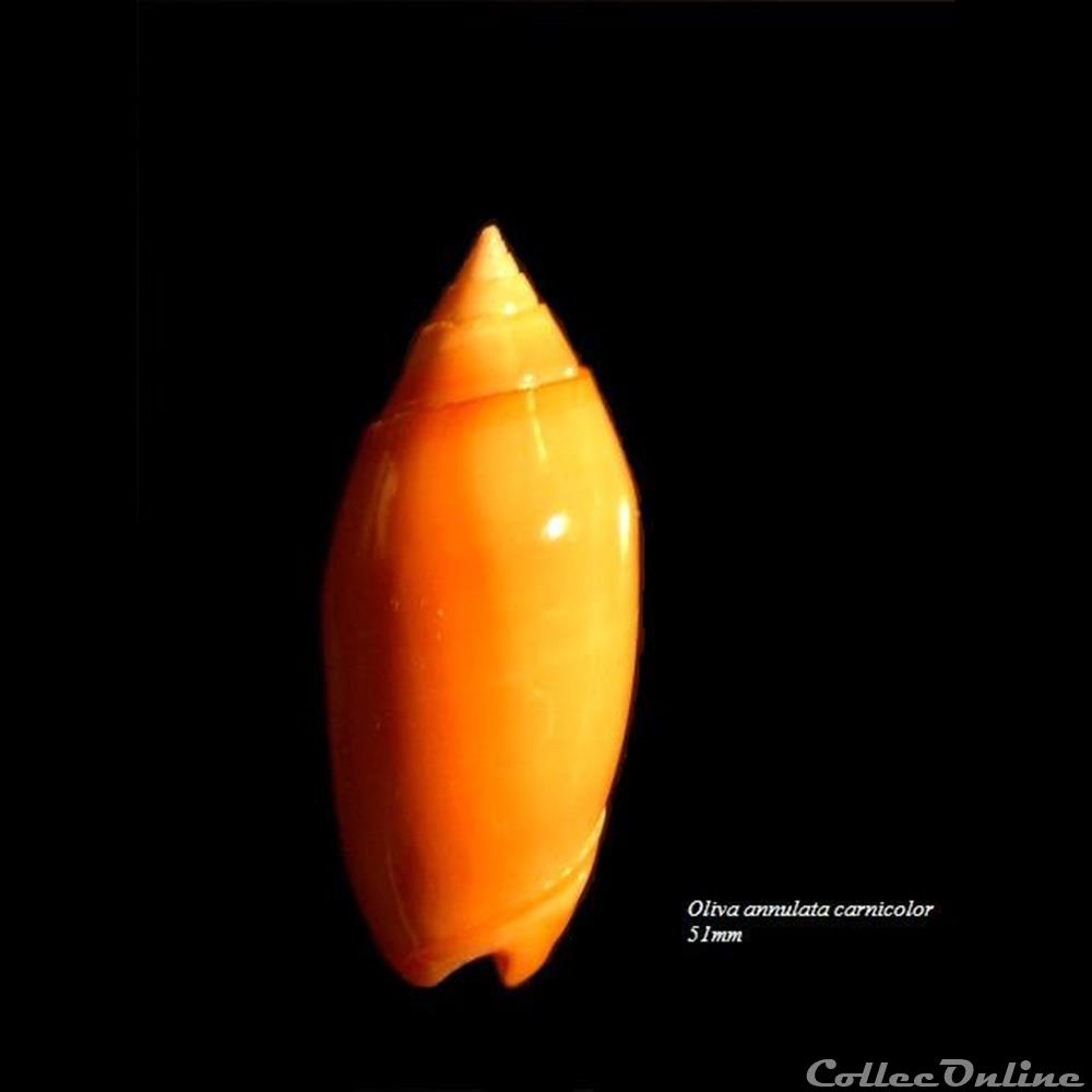 Oliva annulata carnicolor 51mm coquillage fossile gastropodum oliva annulata carnicolor 51mm