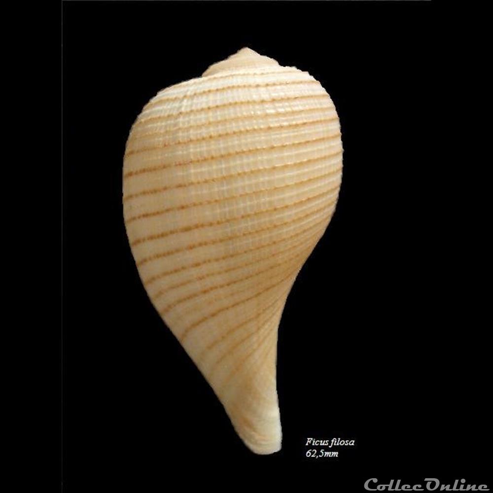 Ficus filosa 62.5mm coquillage fossile gastropodum ficus filosa 62 5mm
