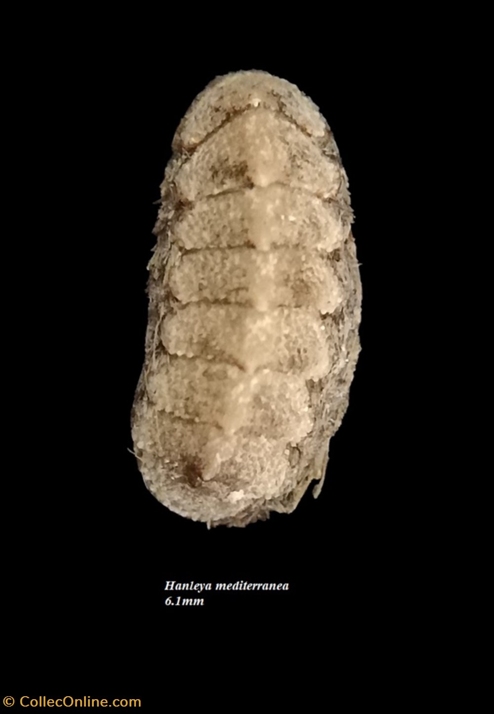 coquillages fossiles polyplacophora hanleya mediterranea 6 1mm