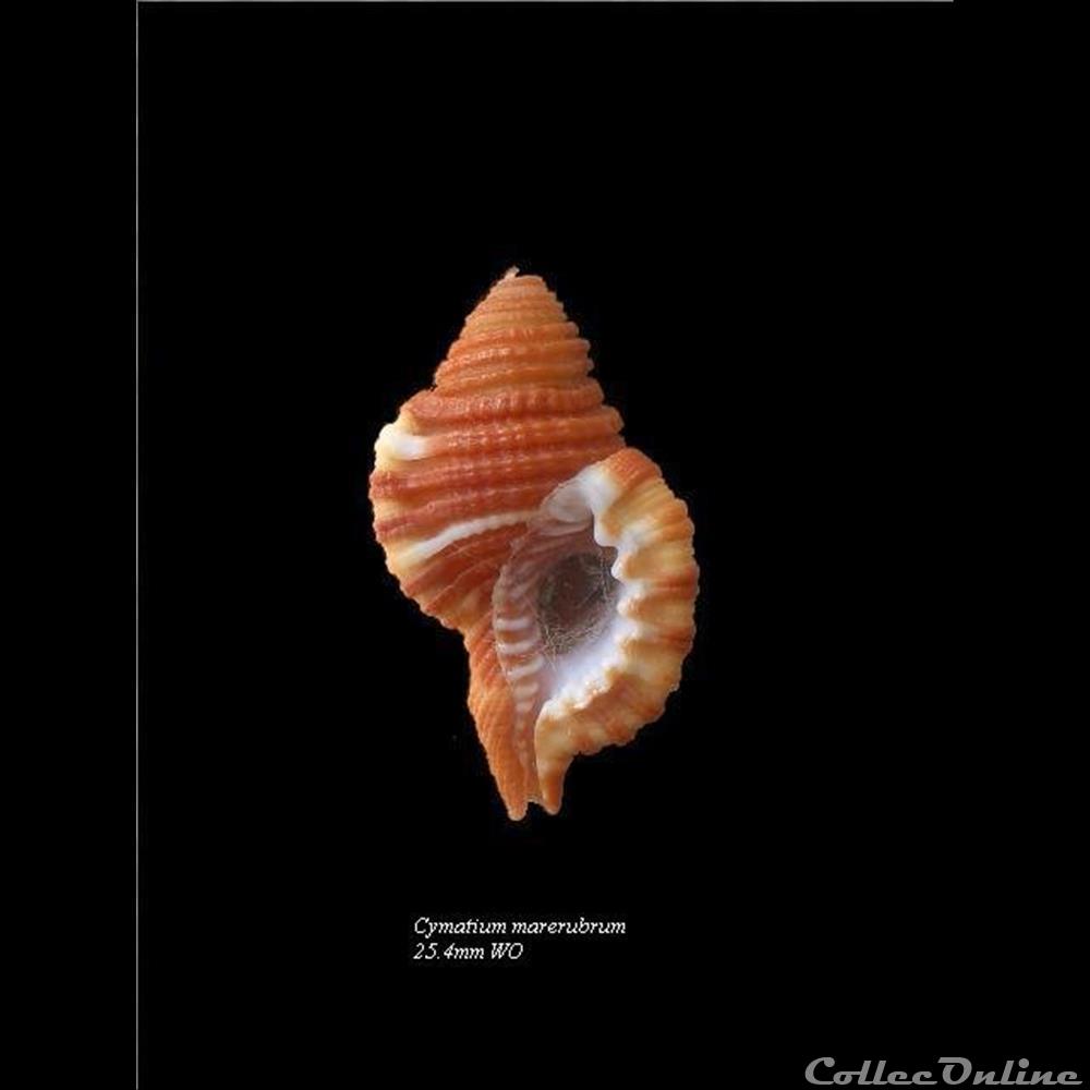 Cymatium marerubrum 25.4mm WO coquillage fossile gastropodum cymatium marerubrum 25 4mm wo