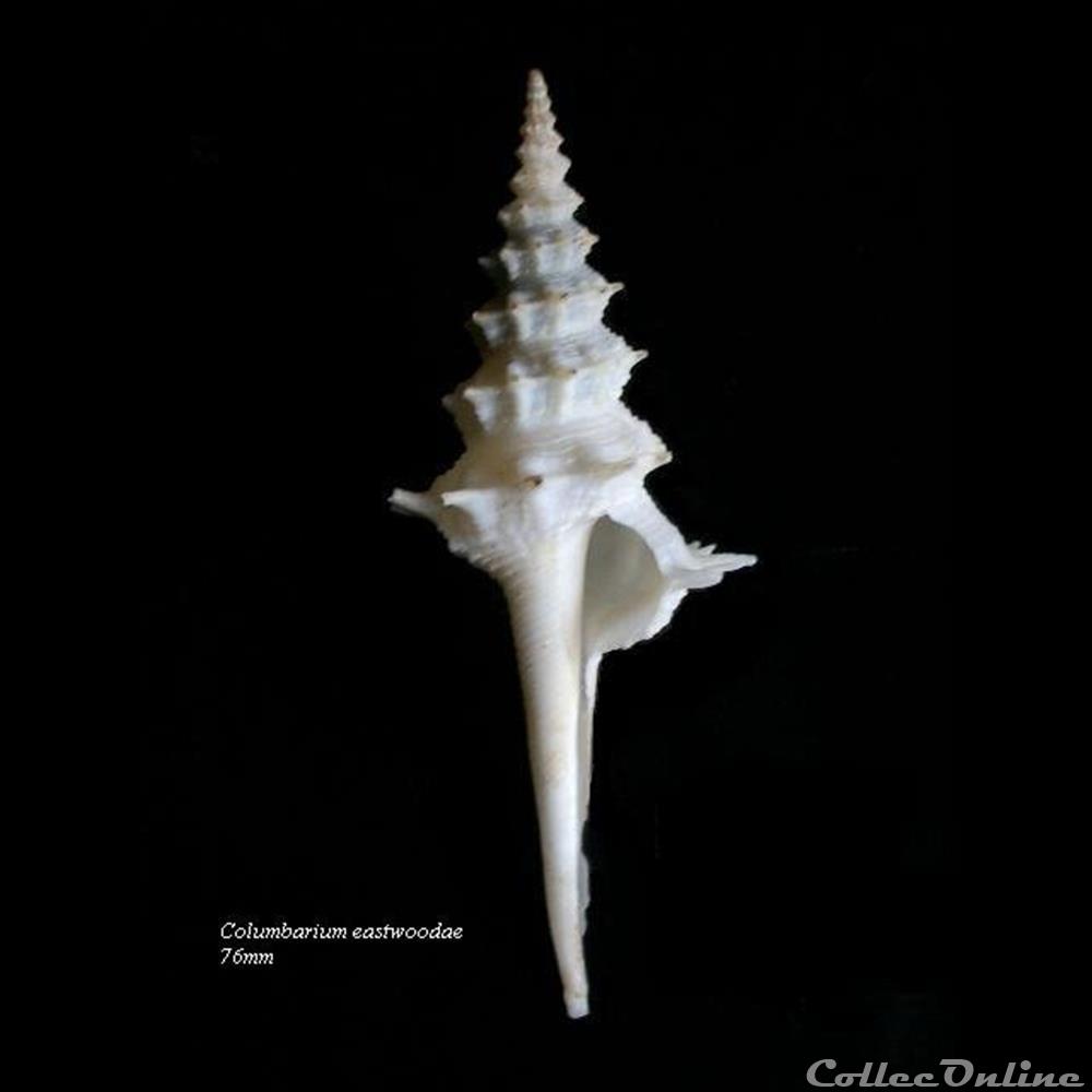 Columbarium eastwoodae 76mm coquillage fossile gastropodum columbarium eastwoodae 76mm