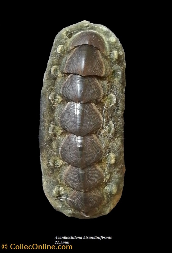 coquillages fossiles polyplacophora acanthochitona hirundiniformis 21 5mm