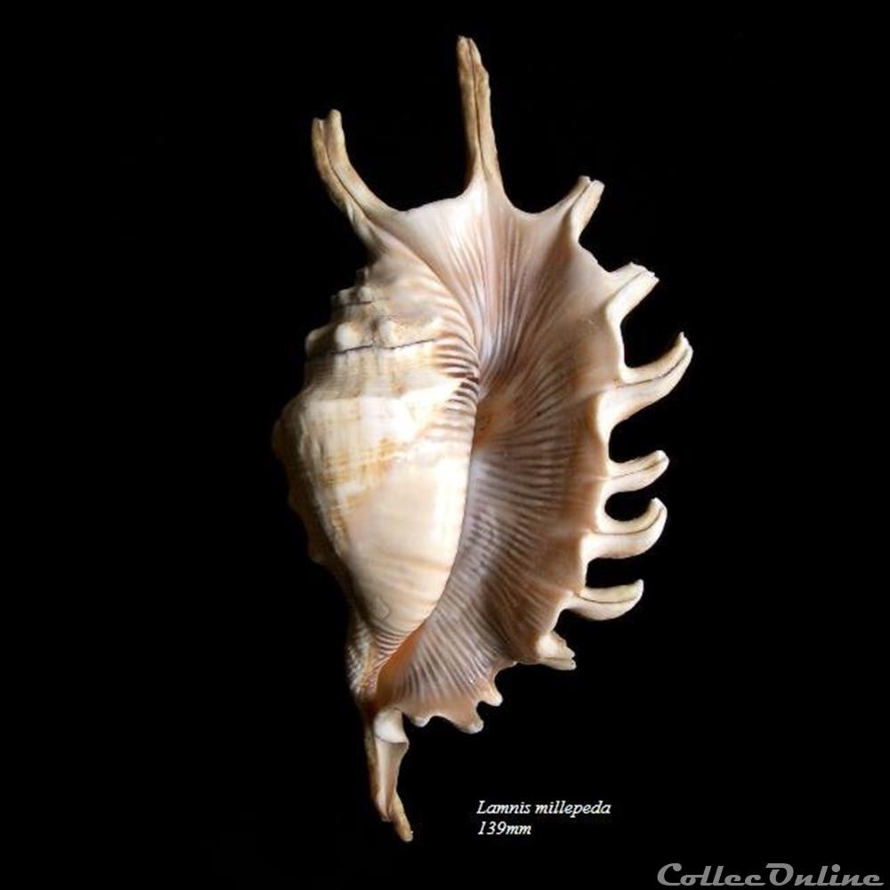 Lambis millepeda 139mm coquillage fossile gastropodum lambis millepeda 139mm