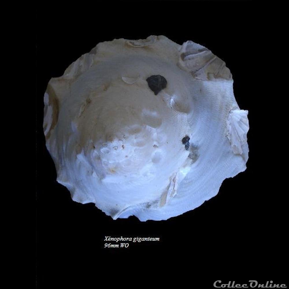 Stellaria gigantea 96mm WO coquillage fossile gastropodum stellaria gigantea 96mm wo