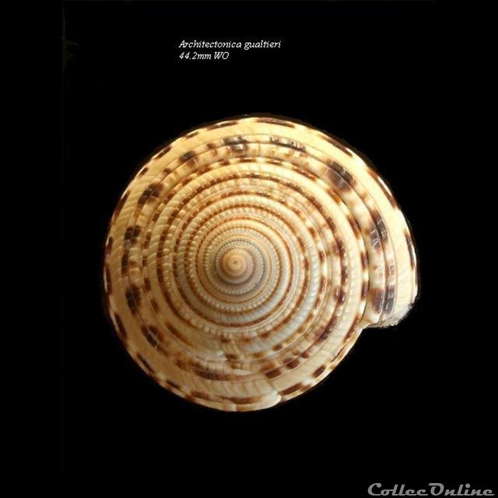 Architectonica gualtierii 44.2mm WO coquillage fossile gastropodum architectonica gualtierii 44 2mm wo