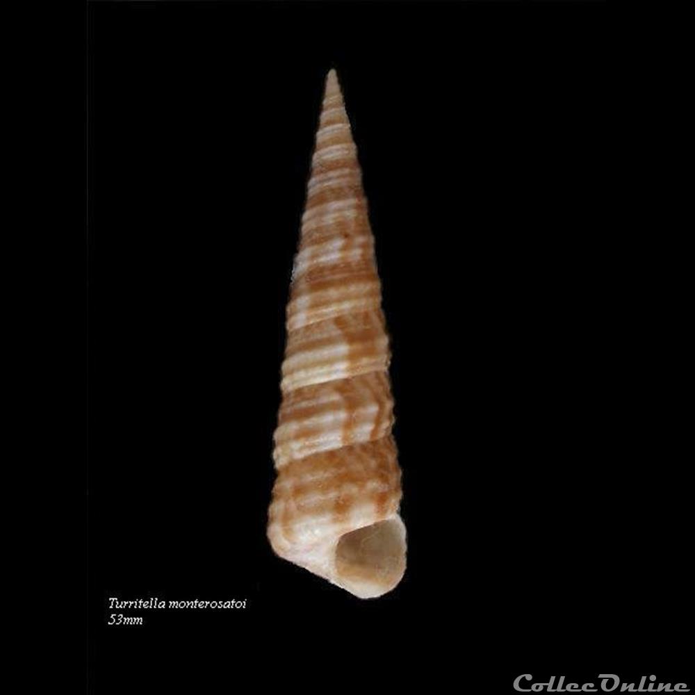 Turritella monterosatoi 53mm coquillage fossile gastropodum turritella monterosatoi 53mm