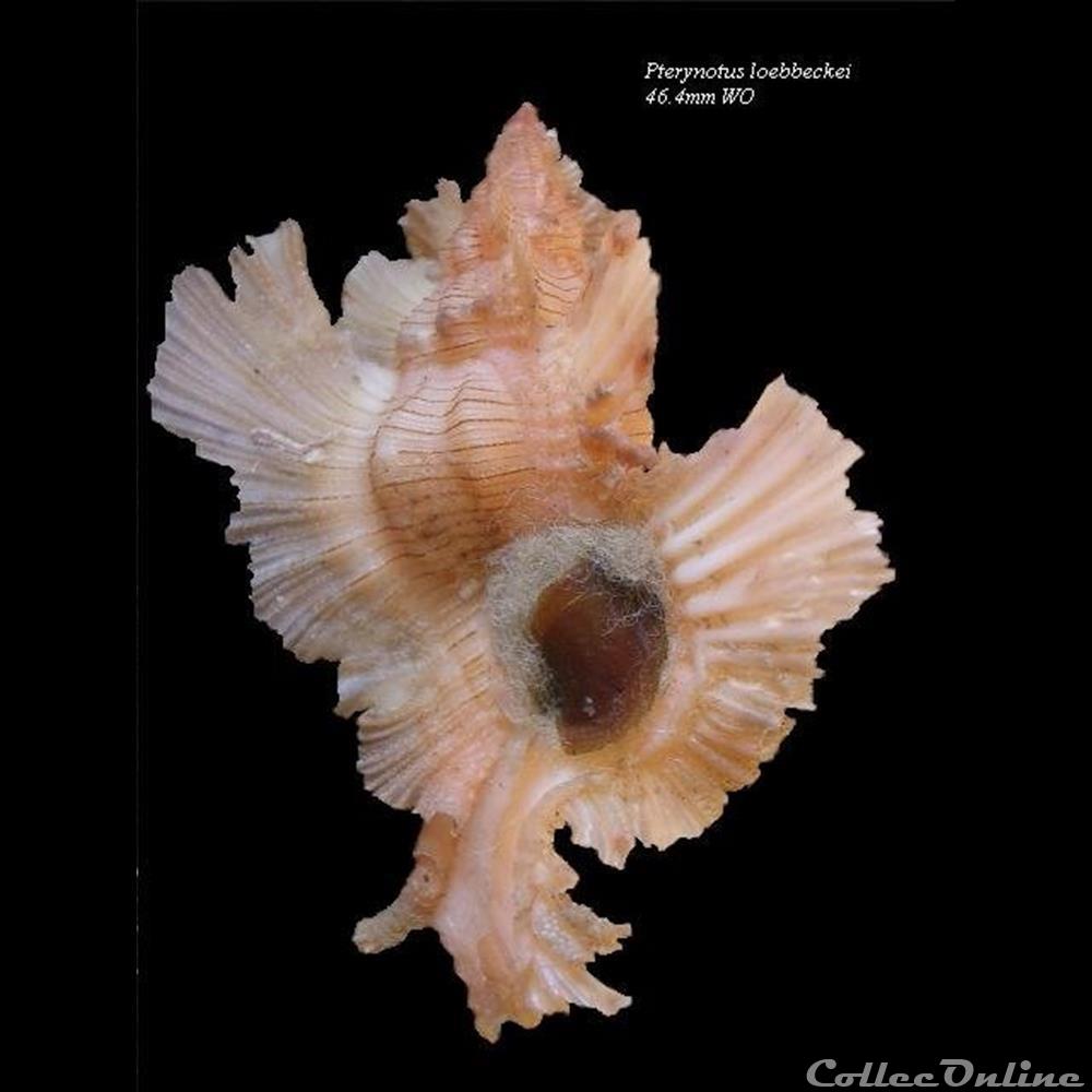 coquillage fossile gastropodum pterynotus loebbeckei 46 4mm wo