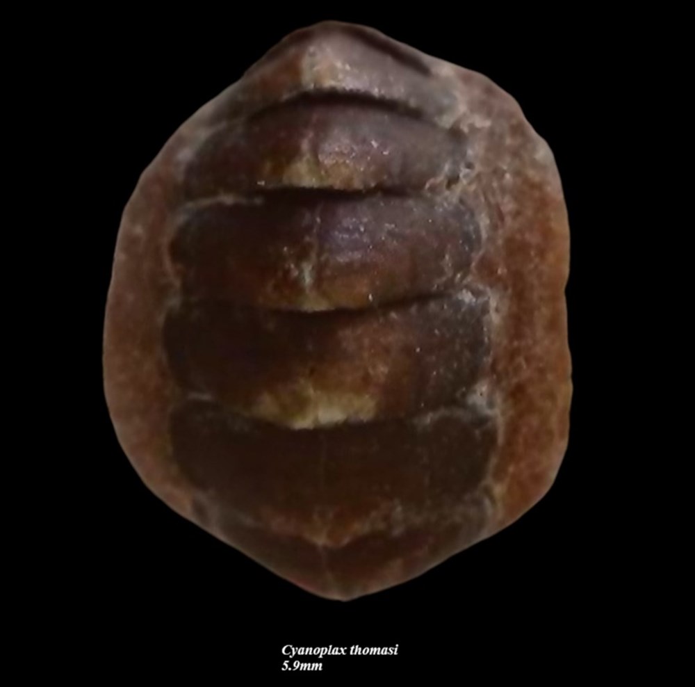 coquillages fossiles polyplacophora cyanoplax thomasi 5 9mm