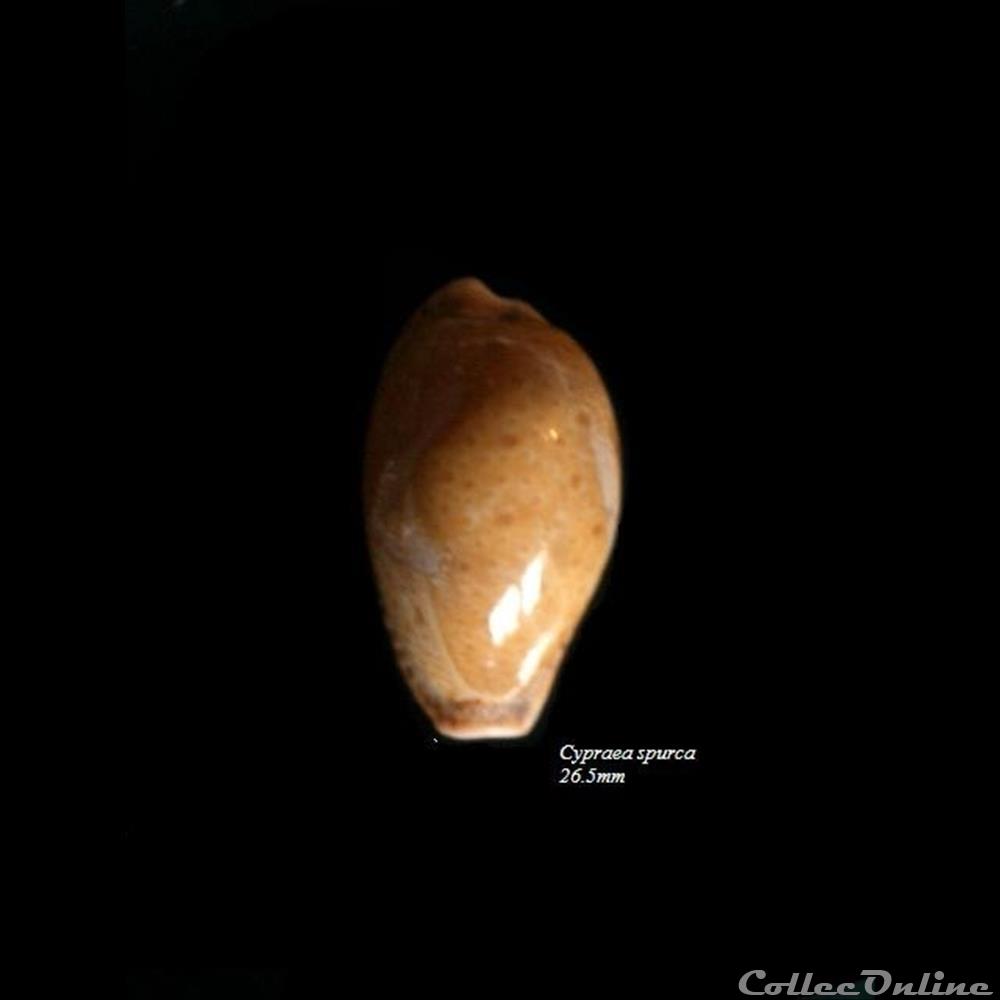 Cypraea spurca 26.5mm coquillage fossile gastropodum cypraea spurca 26 5mm