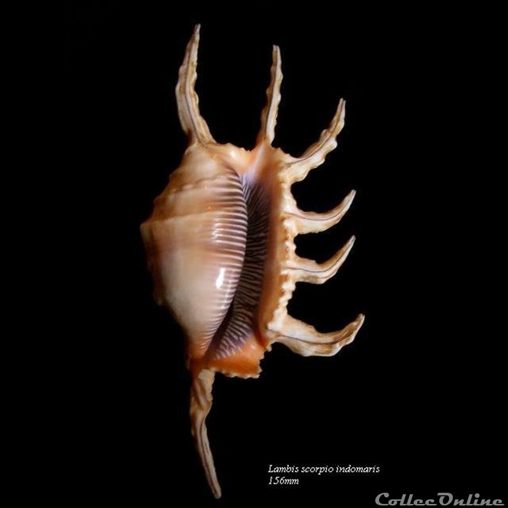 Lambis scorpio indomaris 156mm coquillage fossile gastropodum lambis scorpio indomaris 156mm