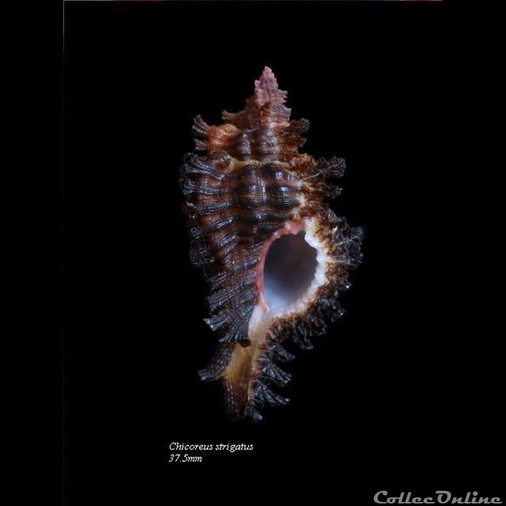 Chicoreus strigatus 37.5mm coquillage fossile gastropodum chicoreus strigatus 37 5mm