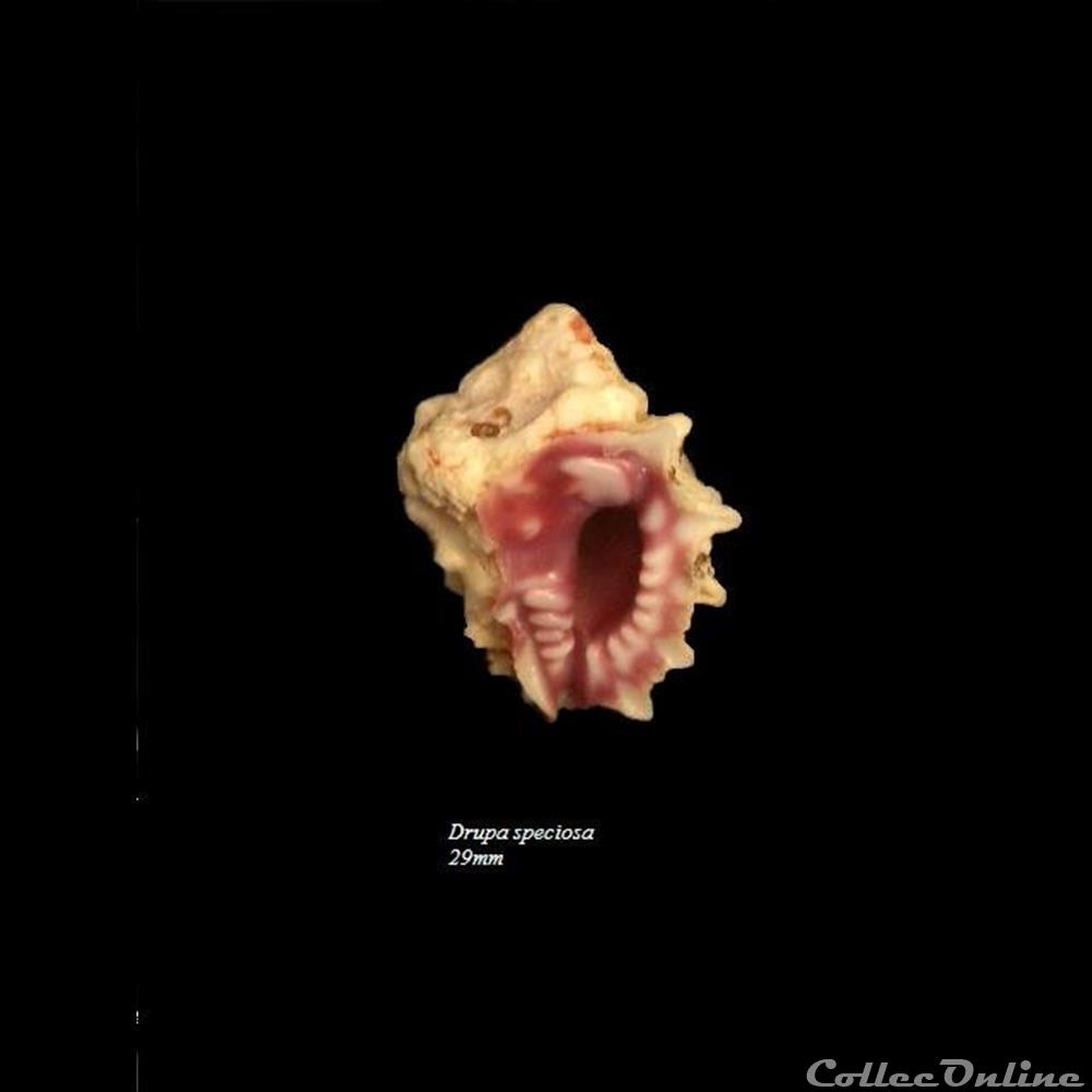 Drupa speciosa 29mm coquillage fossile gastropodum drupa speciosa 29mm