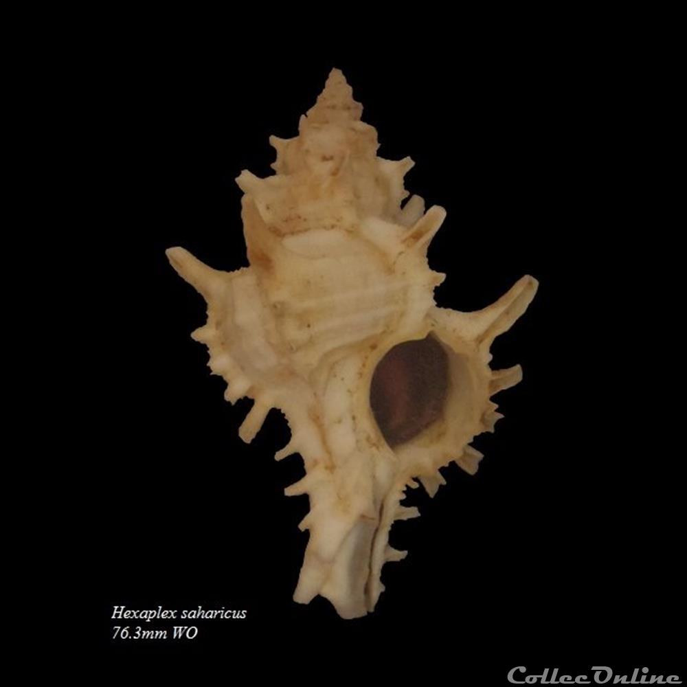 Hexaplex saharicus 76.3mm WO coquillage fossile gastropodum hexaplex saharicus 76 3mm wo