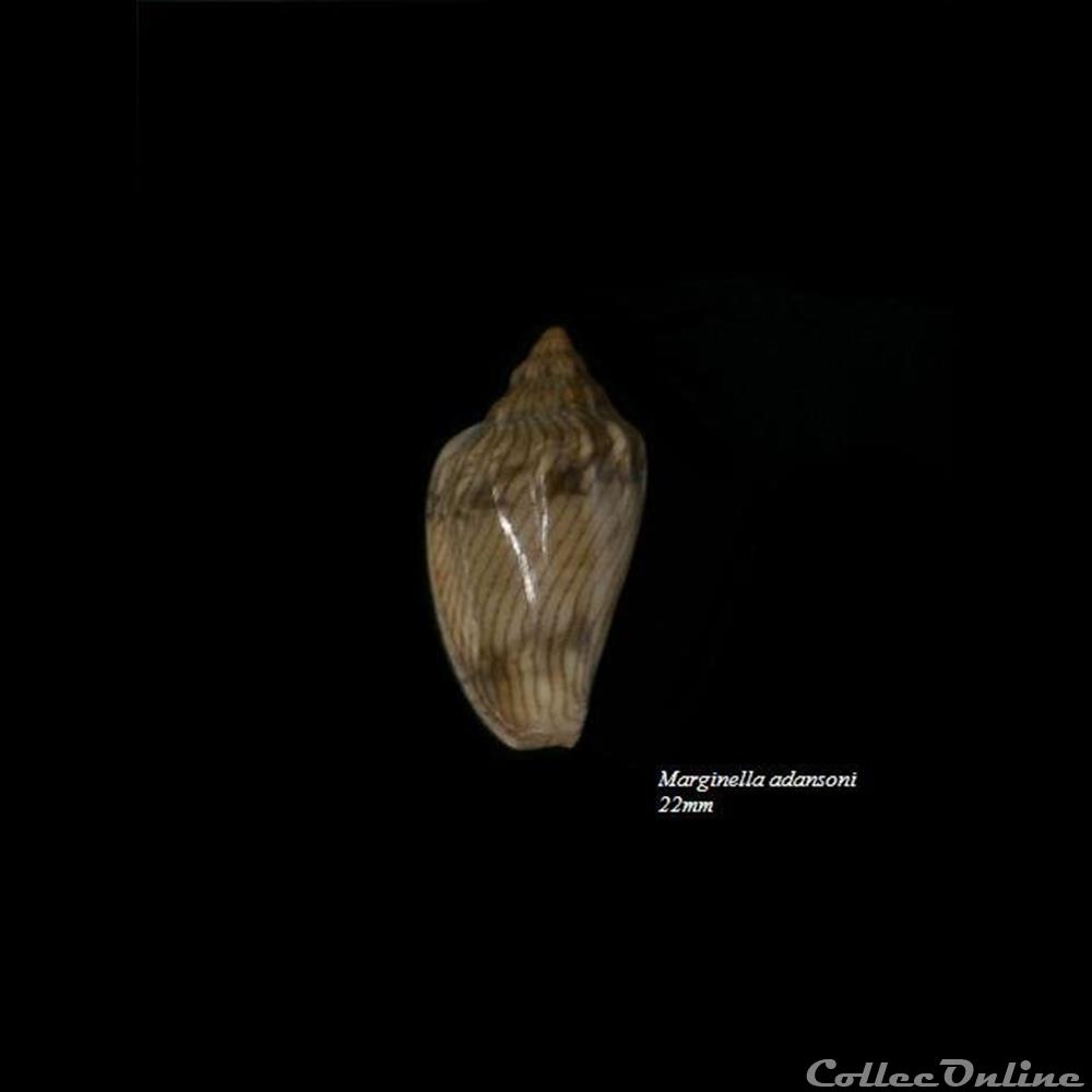 Marginella adansoni 22mm coquillage fossile gastropodum marginella adansoni 22mm