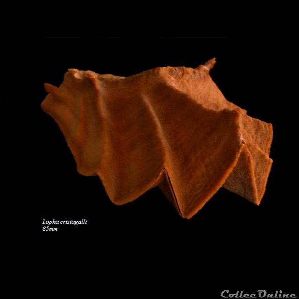 Lopha cristagalli 85mm coquillage fossile bivalvium lopha cristagalli 85mm