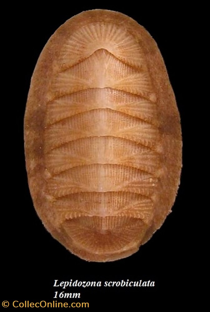 Lepidozona scrobiculata 16mm coquillage fossile polyplacophora lepidozona scrobiculata 16mm