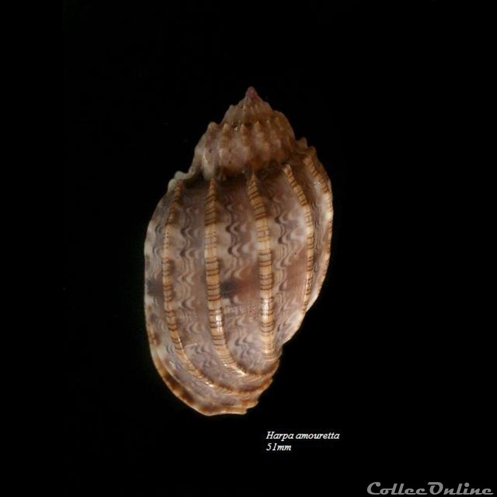 Harpa amouretta 51mm coquillage fossile gastropodum harpa amouretta 51mm