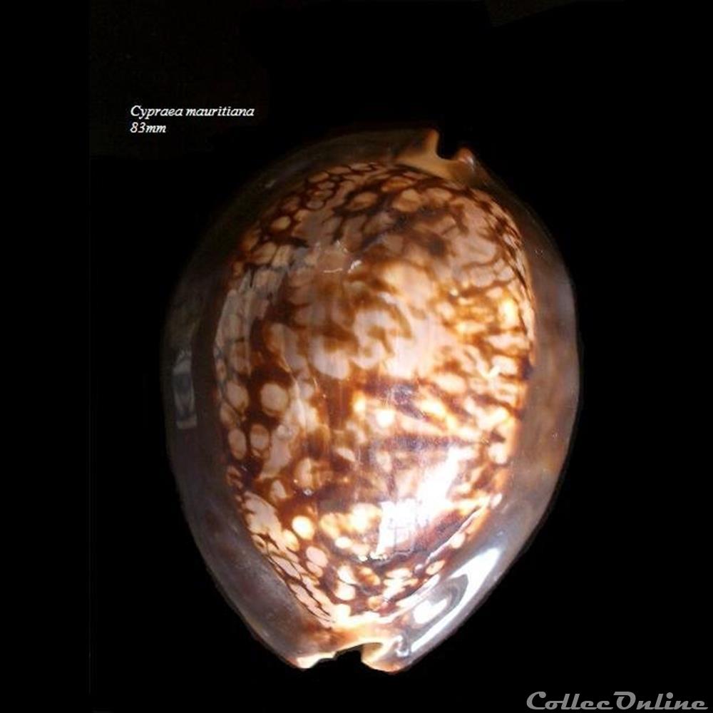 Cypraea mauritiana 83mm coquillage fossile gastropodum cypraea mauritiana 83mm