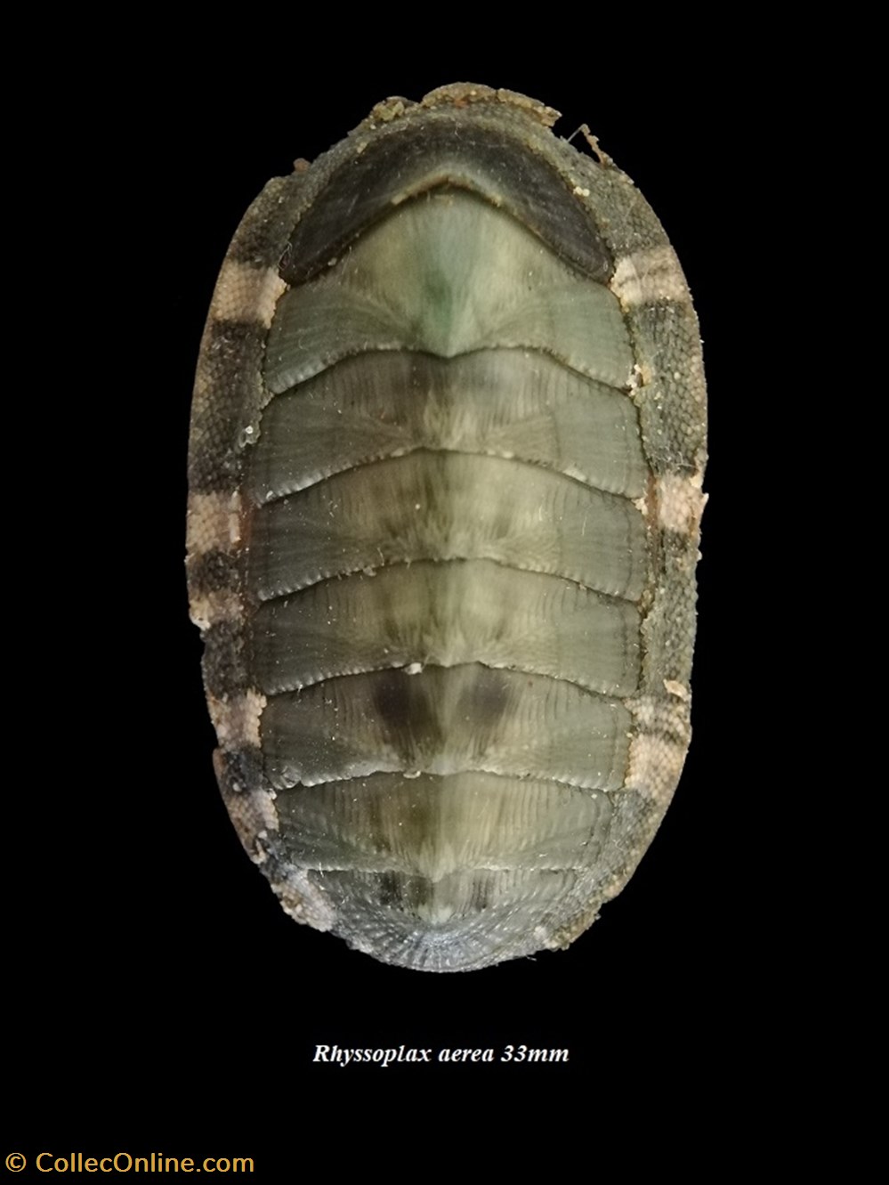 Rhyssoplax aerea 33mm coquillages fossiles polyplacophora rhyssoplax aerea 33mm