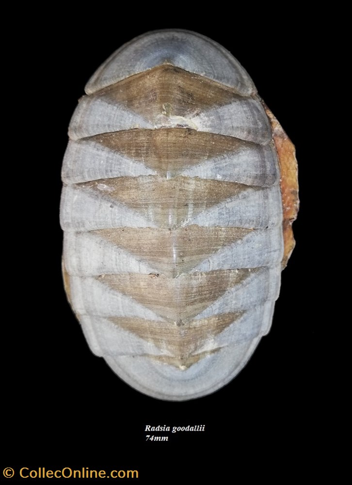 coquillage fossile polyplacophora radsia goodallii 74mm