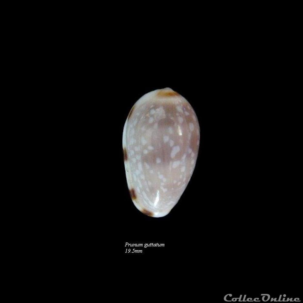 Prunum guttatum 19.5mm coquillage fossile gastropodum prunum guttatum 19 5mm