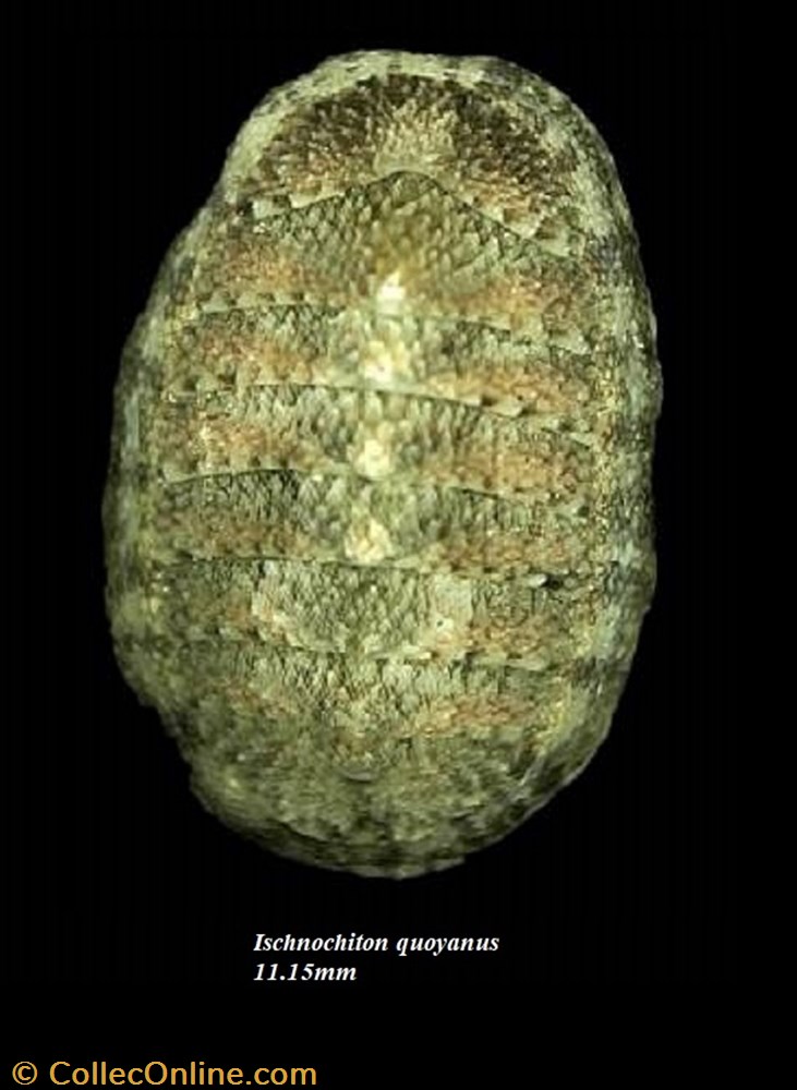 Ischnochiton quoyanus 11.15mm coquillage fossile polyplacophora ischnochiton quoyanus 11 15mm