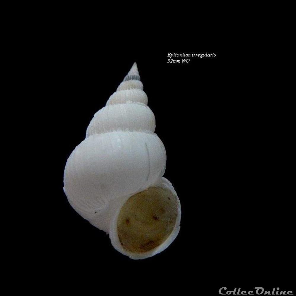 coquillage fossile gastropodum epitonium irregularis 32mm wo