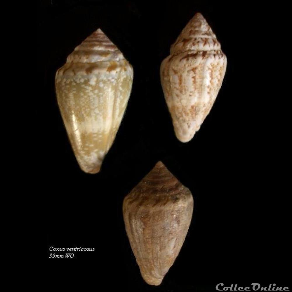 coquillage fossile gastropodum conus ventricosus 39mm wo