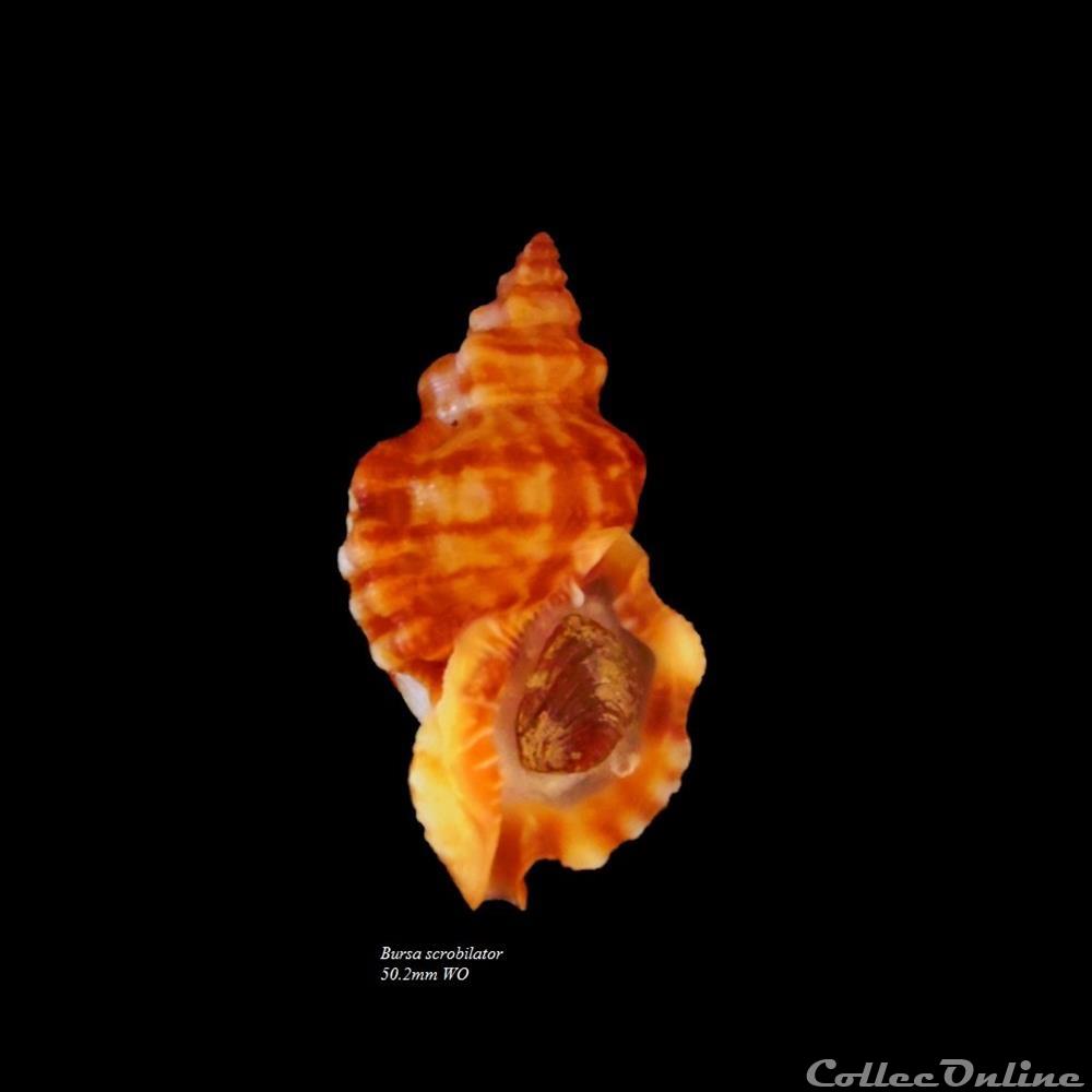 Bursa scrobilator 50.2mm WO coquillage fossile gastropodum bursa scrobilator 50 2mm wo