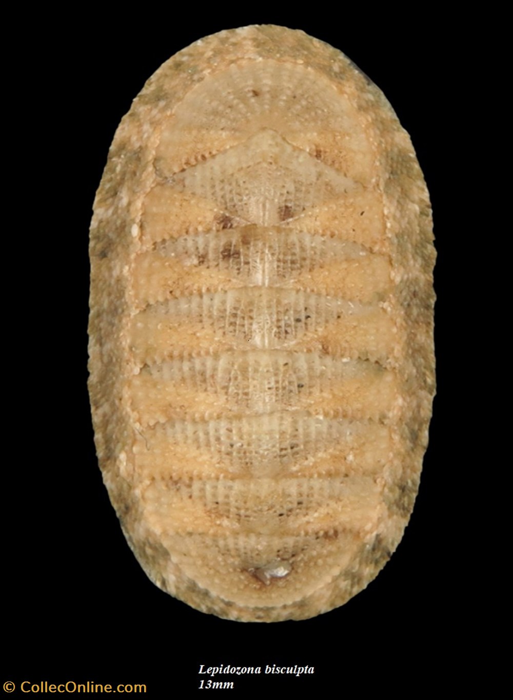 Lepidozona bisculpta 13mm coquillages fossiles polyplacophora lepidozona bisculpta 13mm