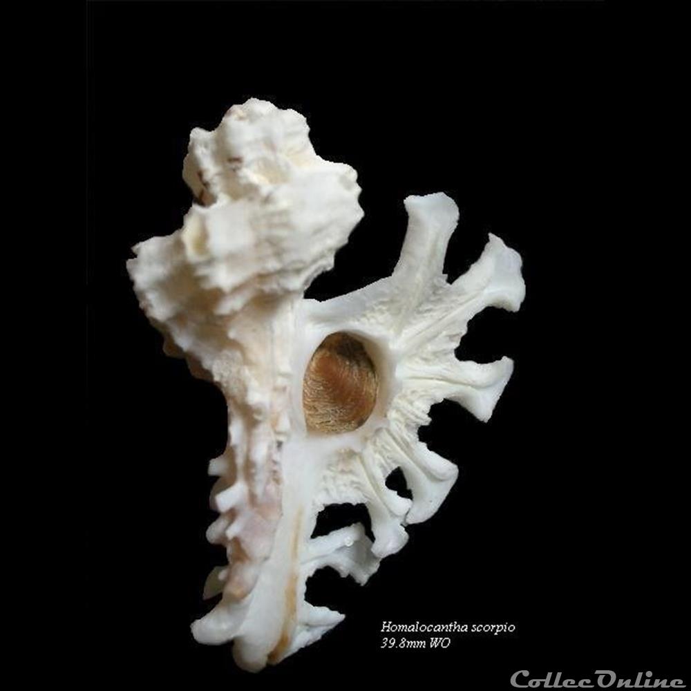 Homalocantha scorpio 44.5mm WO forme blanche coquillage fossile gastropodum homalocantha scorpio 44 5mm wo forme blanche