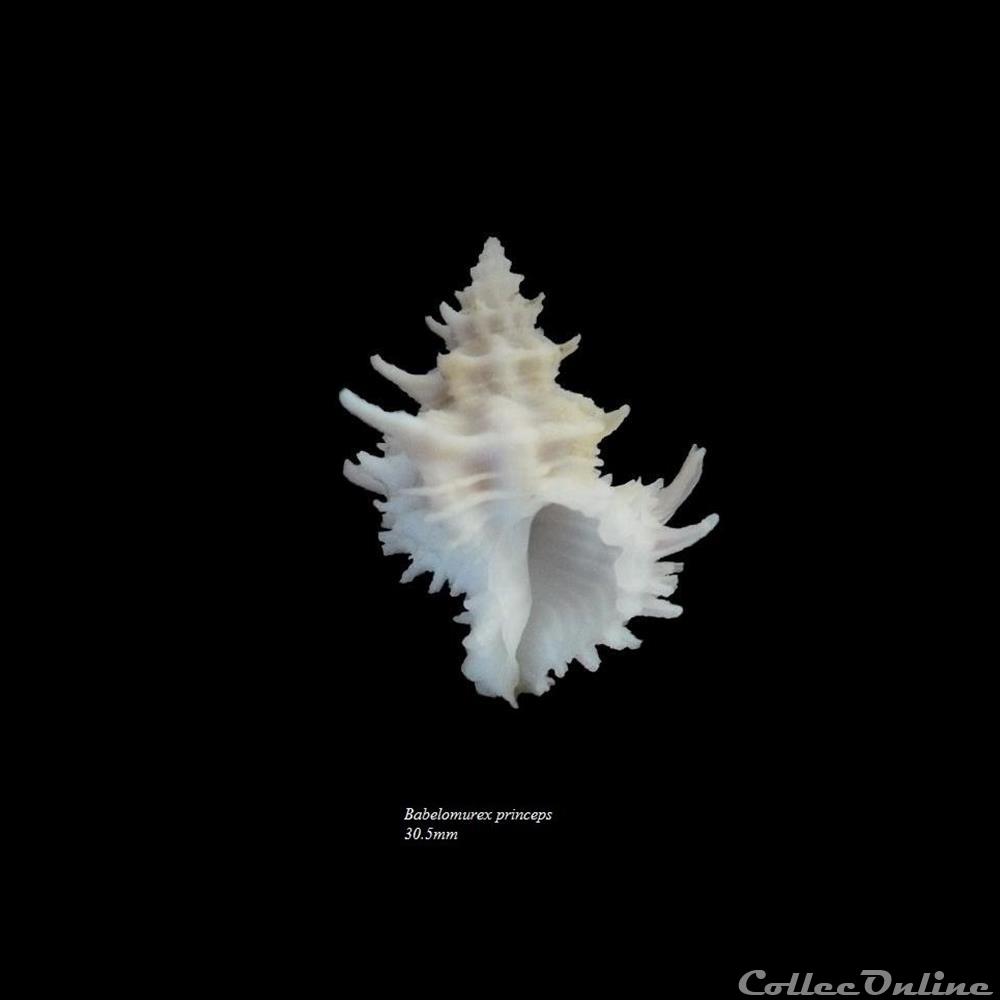 Babelomurex princeps 30.5mm coquillage fossile gastropodum babelomurex princeps 30 5mm