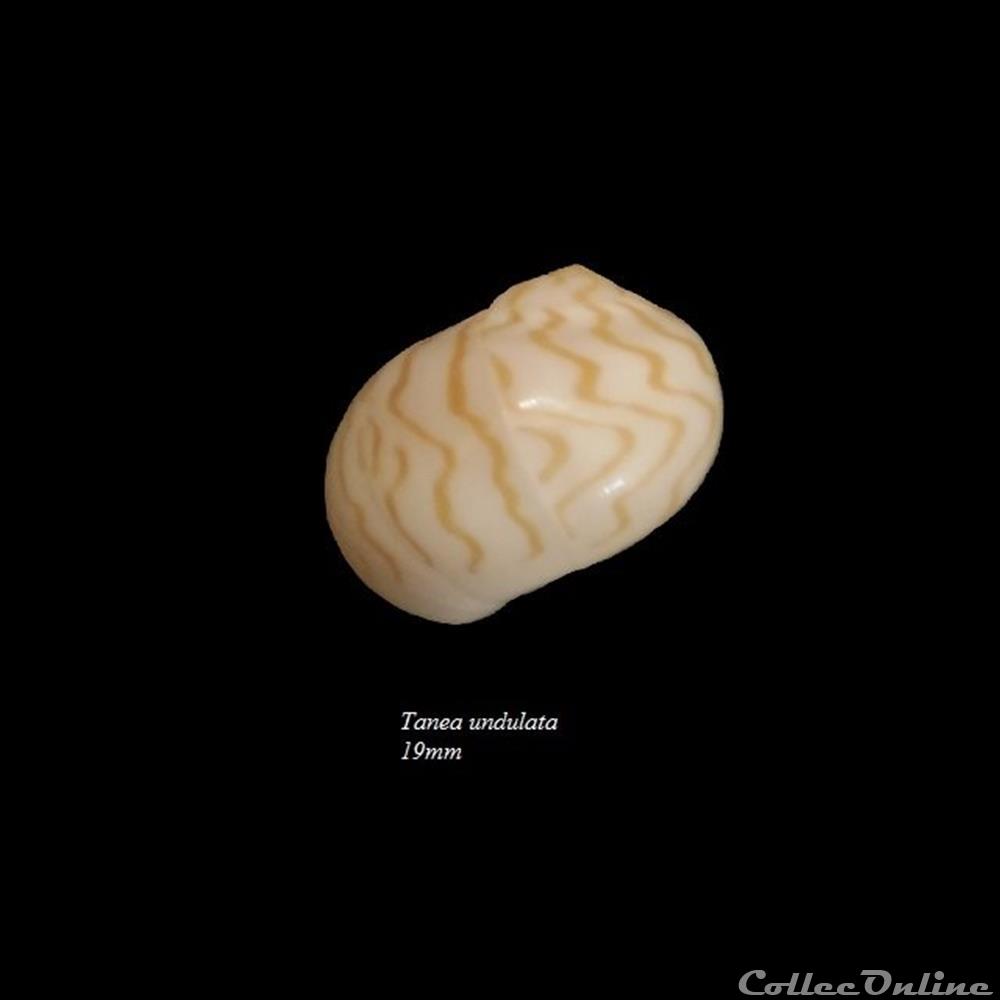 Tanea undulata 19mm coquillage fossile gastropodum tanea undulata 19mm