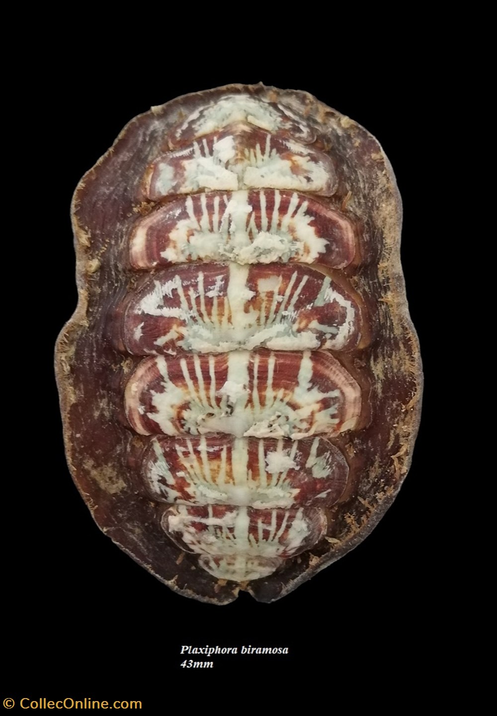 Plaxiphora biramosa 43mm coquillages fossiles polyplacophora plaxiphora biramosa 43mm
