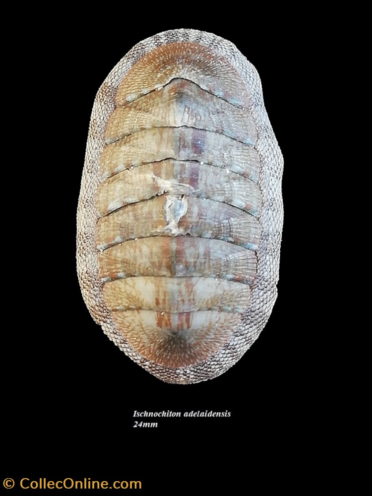 coquillage fossile polyplacophora ischnochiton adelaidensis 24mm
