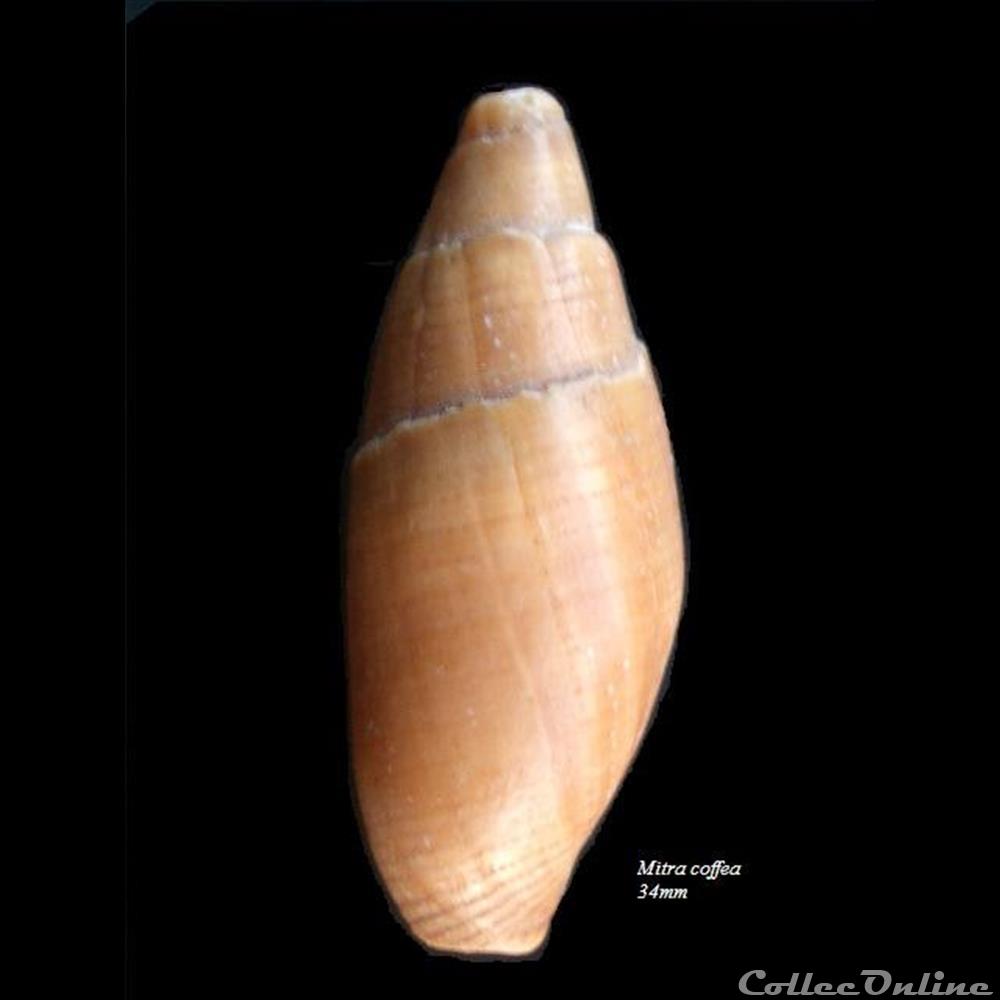 Mitra coffea 34mm coquillage fossile gastropodum mitra coffea 34mm