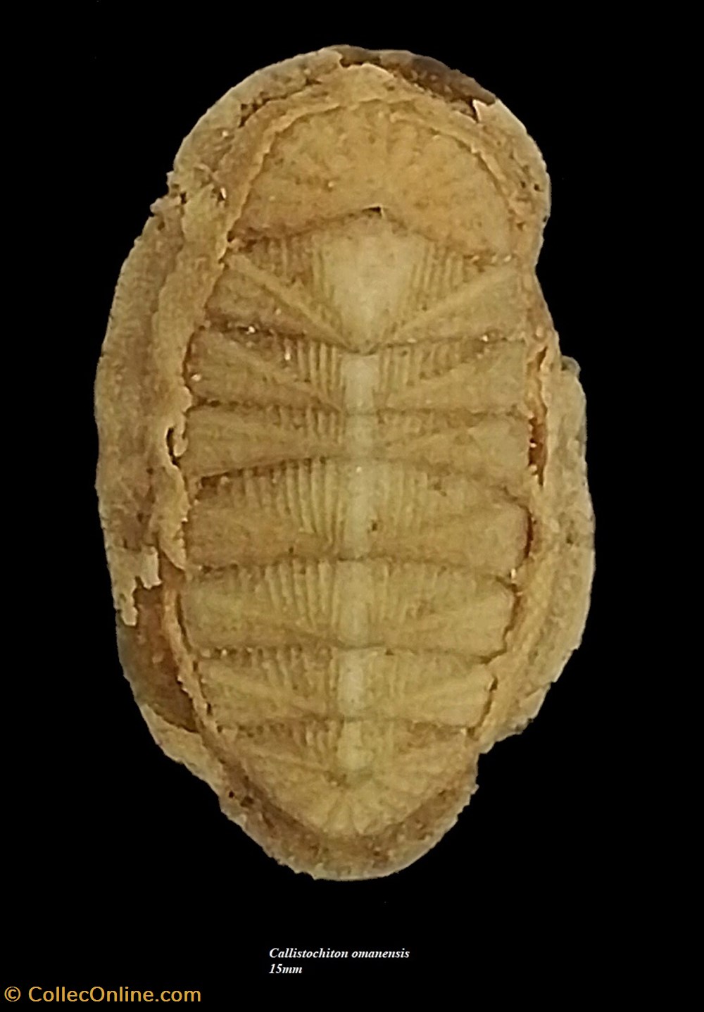 Callistochiton omanensis 15mm coquillages fossiles polyplacophora callistochiton omanensis 15mm