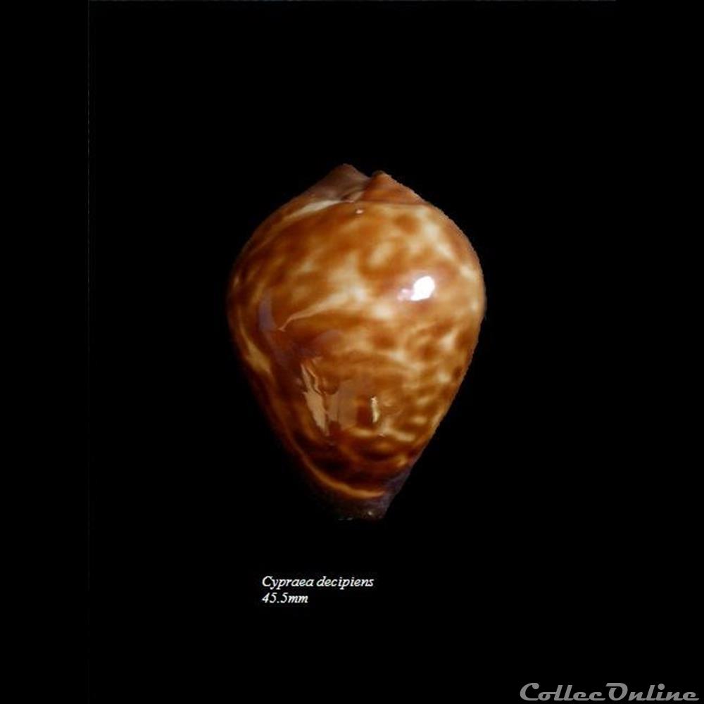 Cypraea decipiens 45.5mm coquillage fossile gastropodum cypraea decipiens 45 5mm